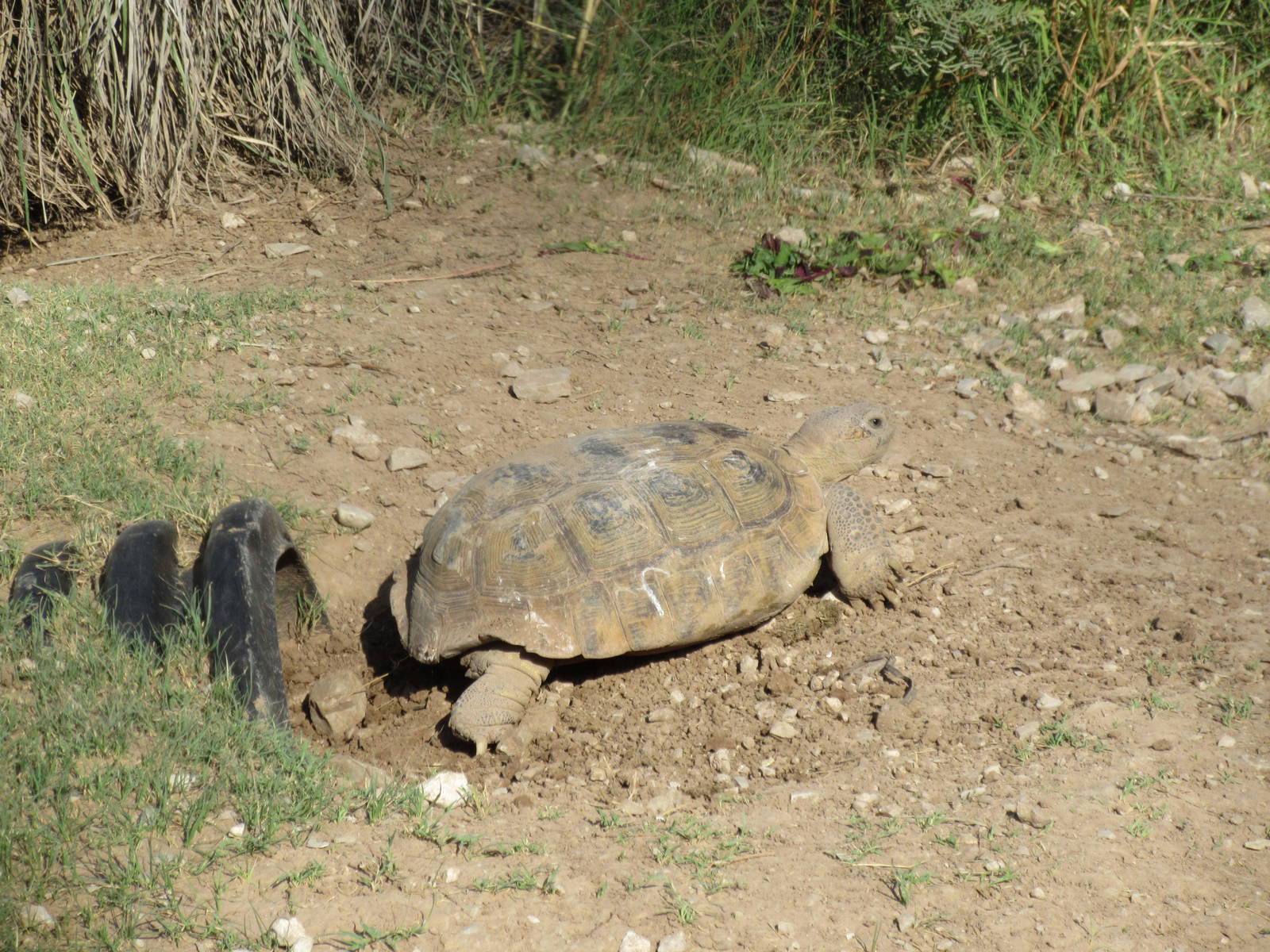 Bolson's Tortoise (extremely rare species)