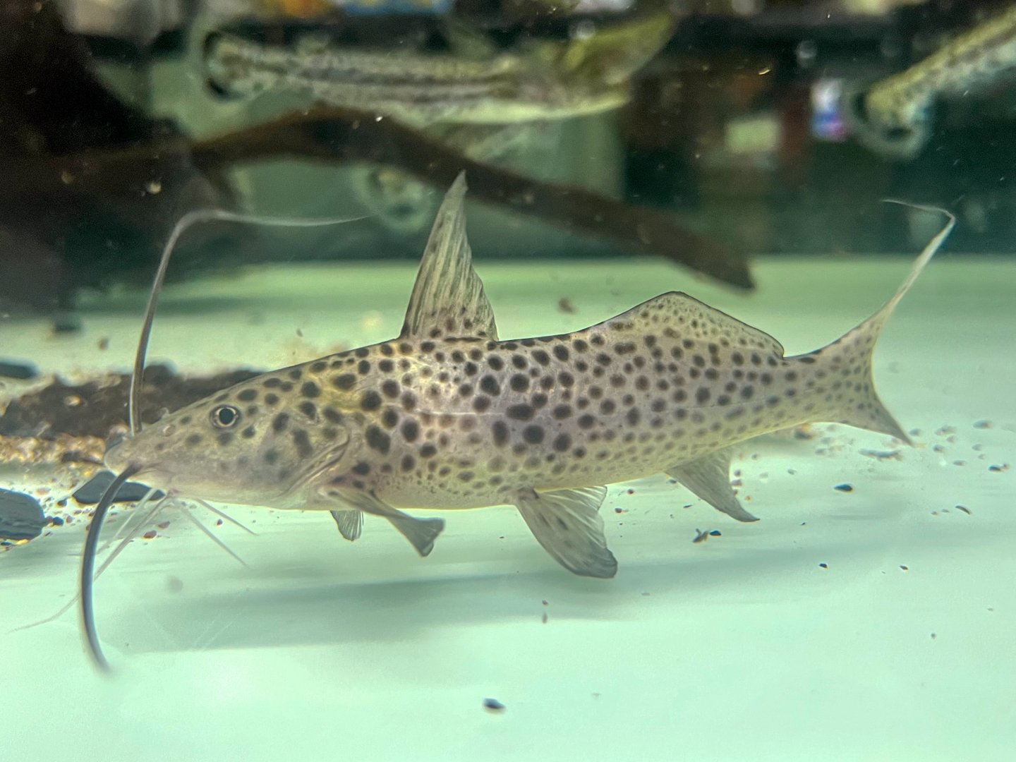 Bolt Catfish (Aguarunichthys torosus)