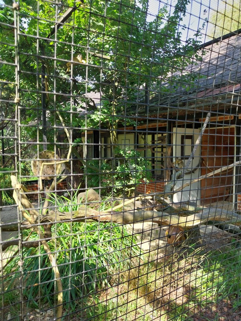 Bolvian squirrel monkey enclosure