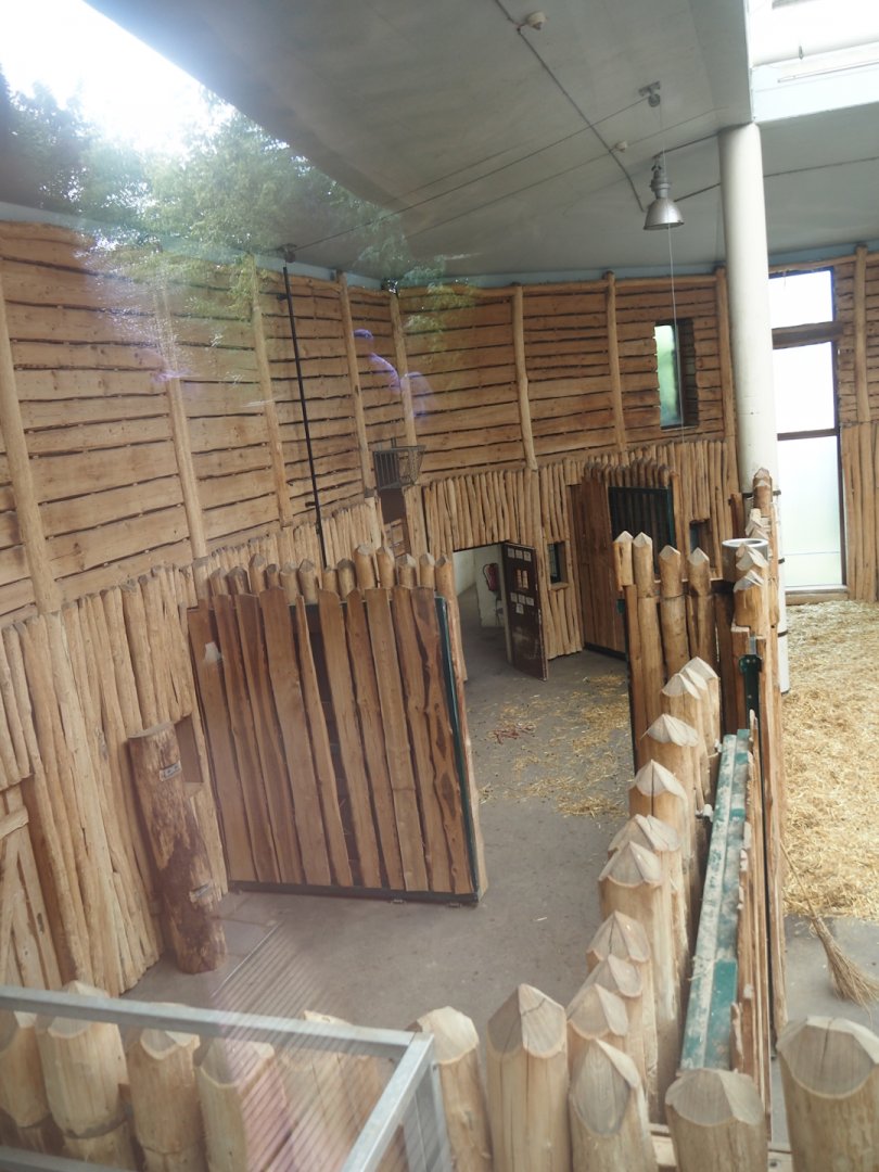 Boma/Rothschild's giraffe barn - Separation pens, 2024-08-05