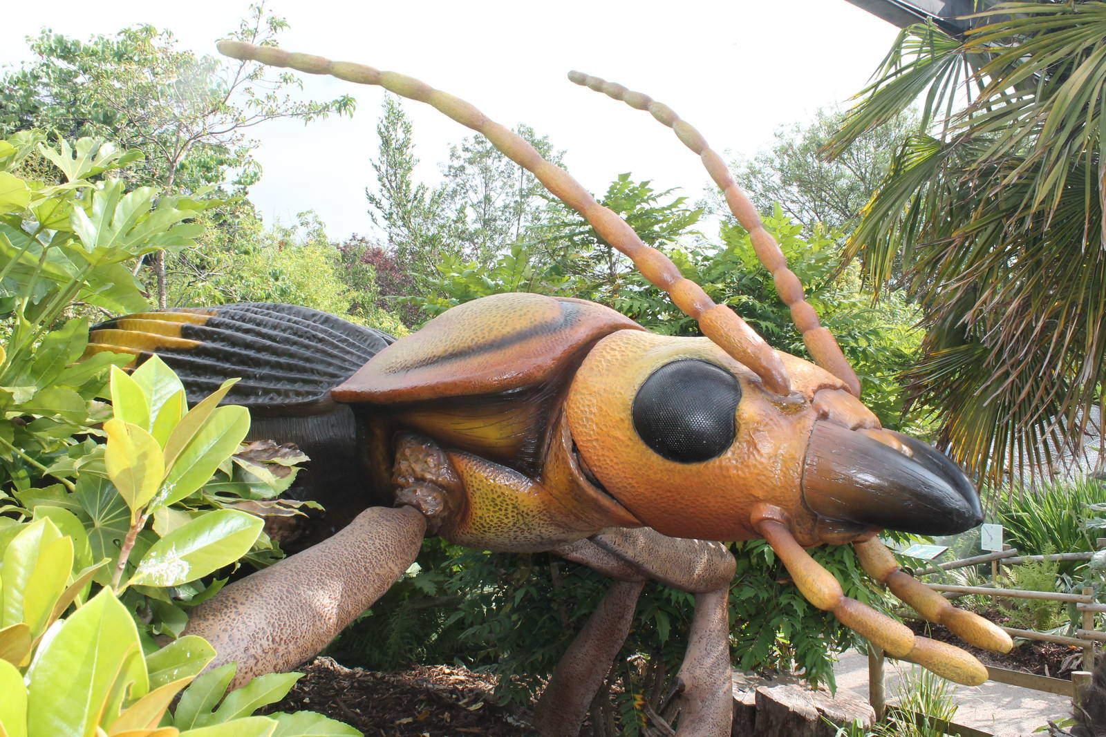 Bombardier Beetle Bugs Chester Zoo 2013