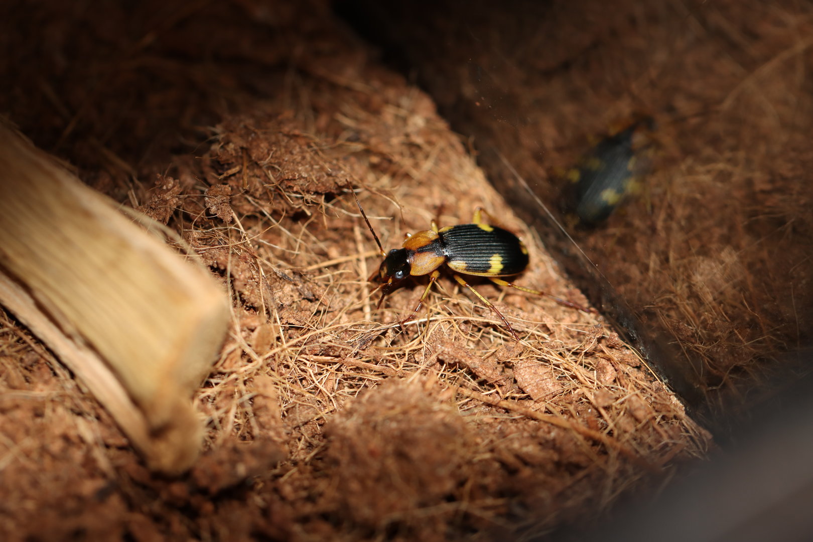 Bombardier beetle ID (from Benin)