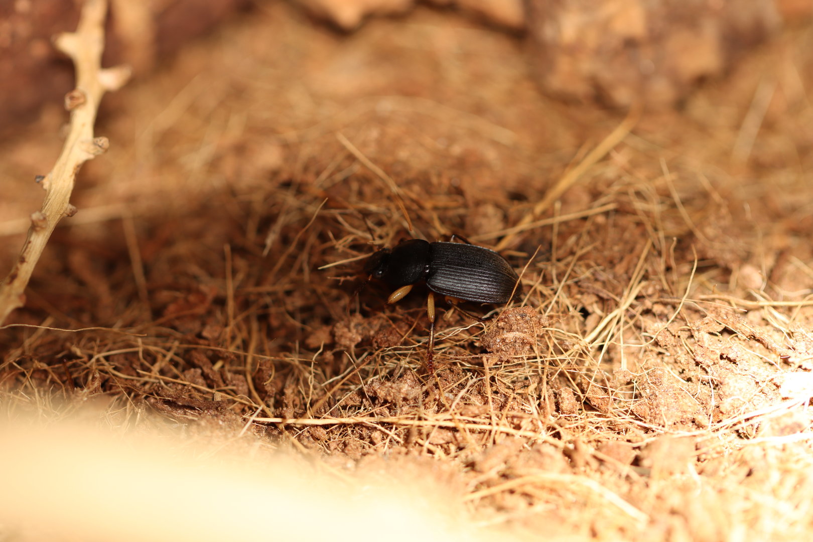 Bombardier beetle ID (from Benin)