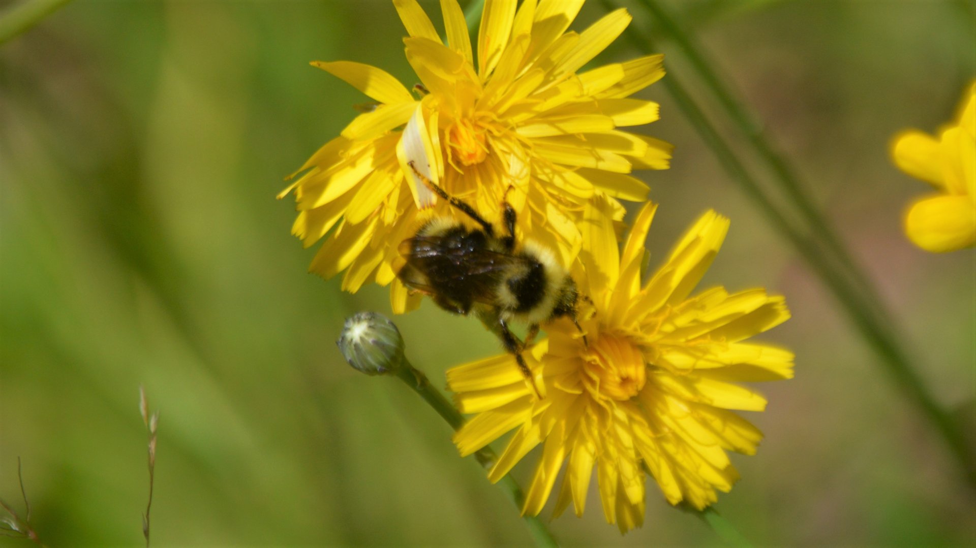 Bombus occidentalis
