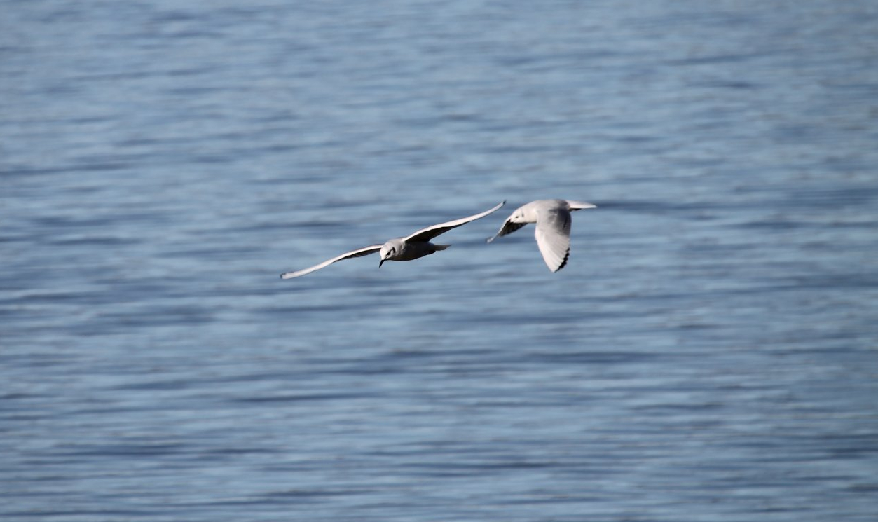 Bonaparte’s Gull (Chroicocephalus philadelphia)