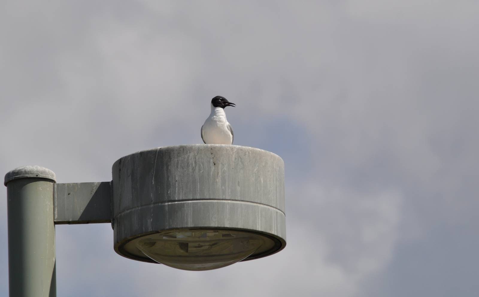 Bonaparte's Gull