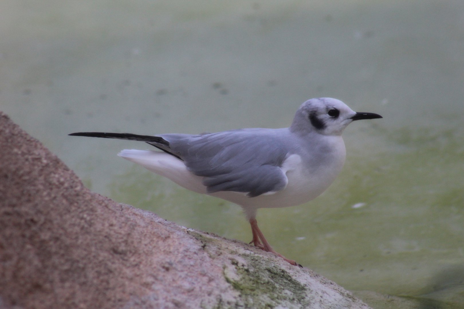 Bonaparte's Gull