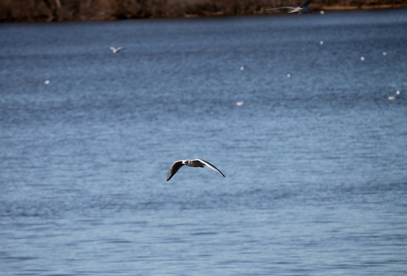 Bonaparte's Gull