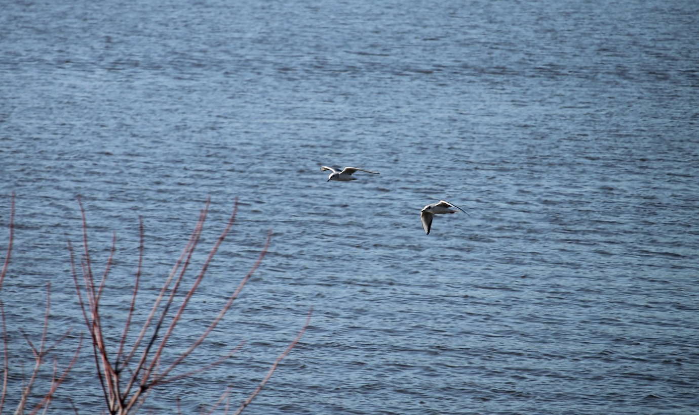 Bonaparte’s Gulls at the Rend Lake Rest Stop
