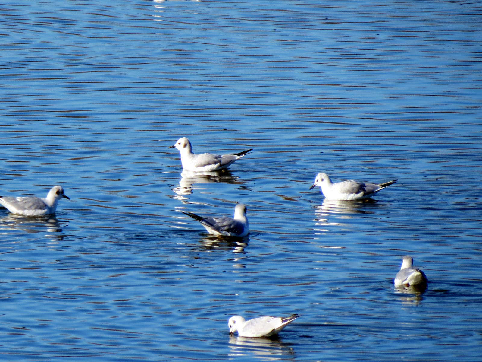 Bonaparte's Gulls