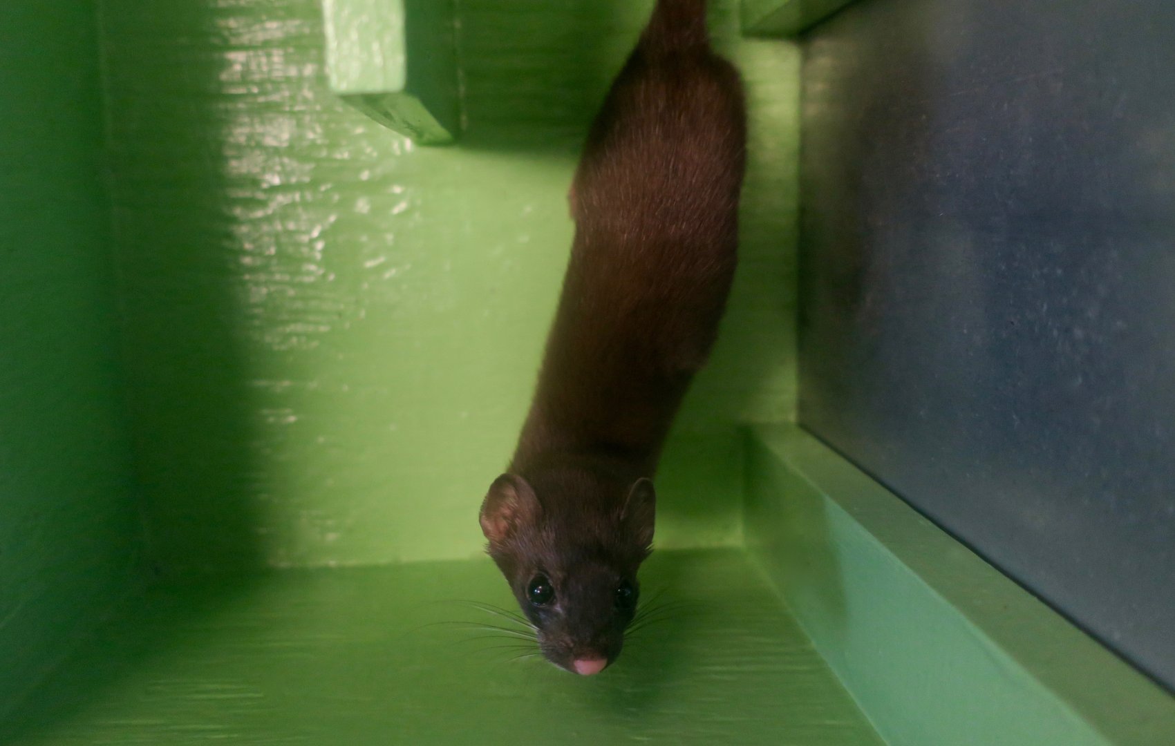 Bonaparte's Stoat (Mustela richardsonii cigognanii)