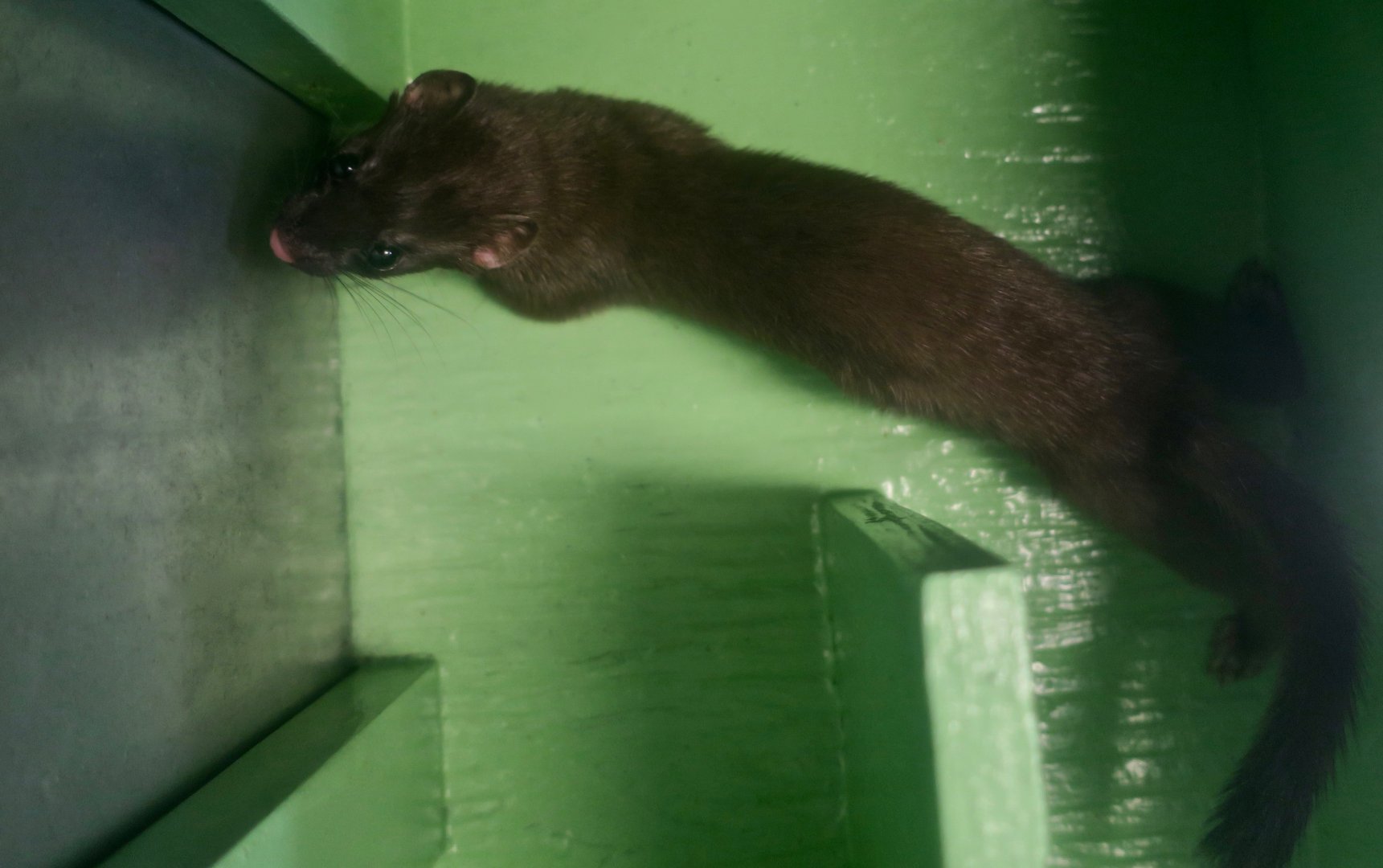 Bonaparte's Stoat (Mustela richardsonii cigognanii)