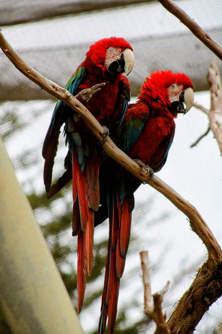 Bonded Pair of Green-winged [Red and green] Macaw [05/25/2022]