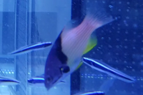 Bondianus mesothorax