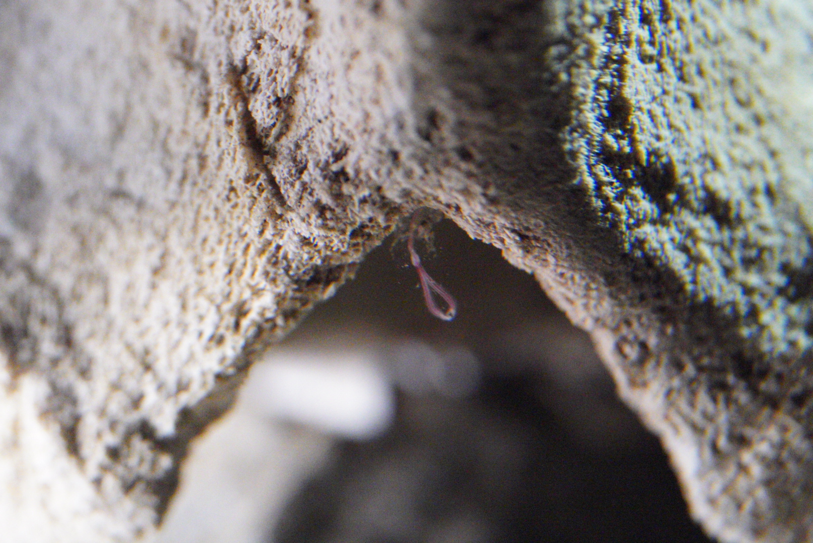 Bone-Eating Worms (Osedax spp.)