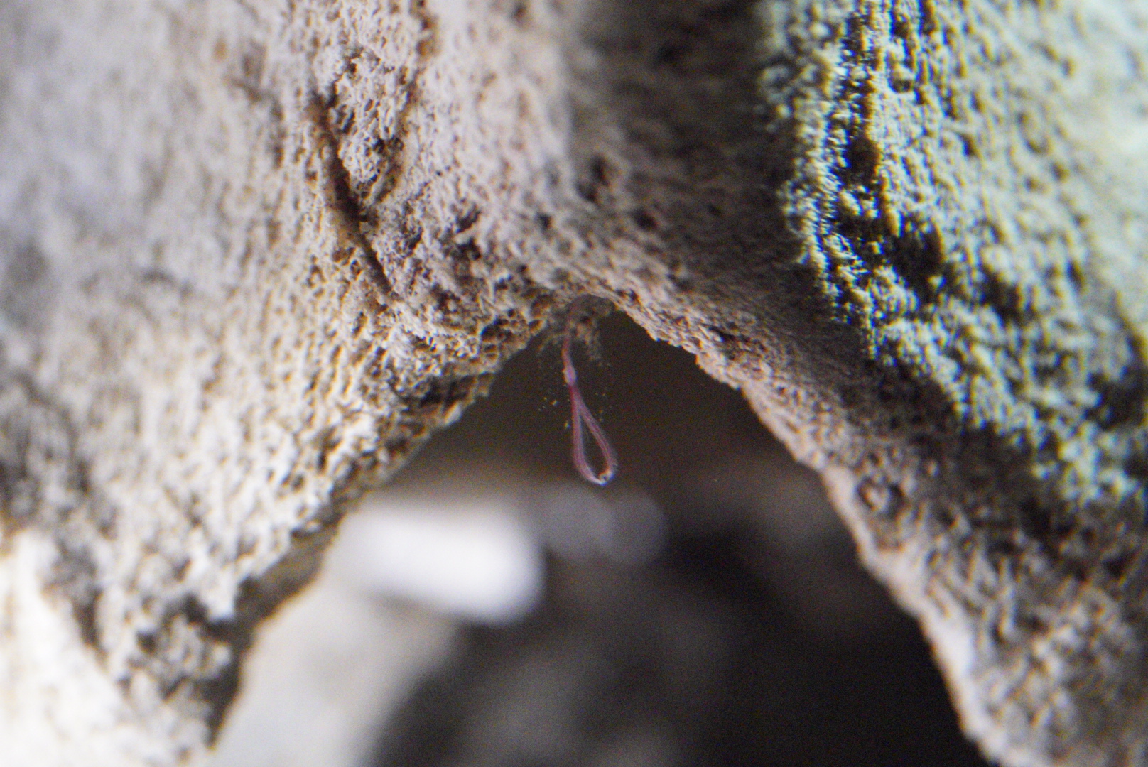 Bone-Eating Worms (Osedax spp.)