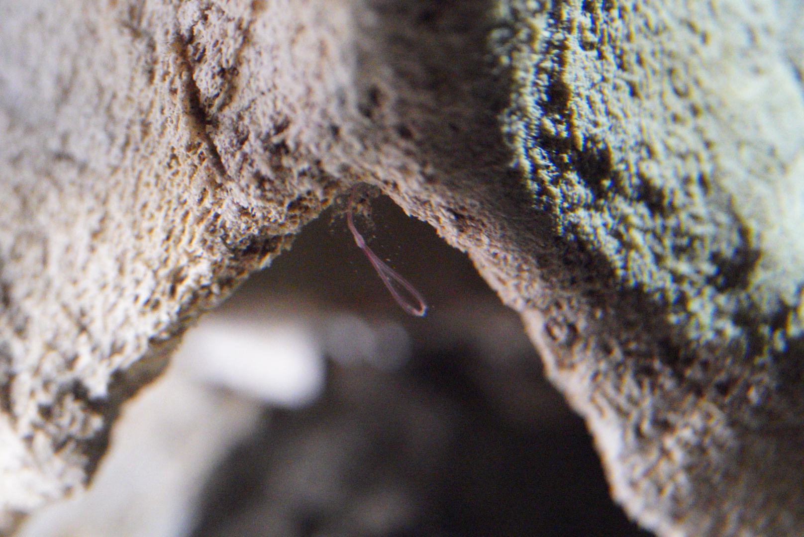 Bone-Eating Worms (Osedax spp.)