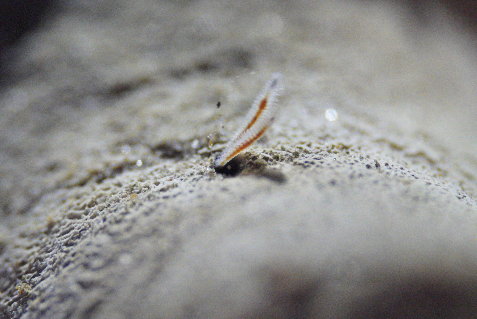 Bone-Eating Worms (Osedax spp.)