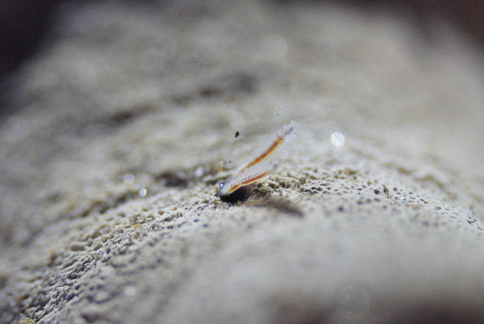 Bone-Eating Worms (Osedax spp.)