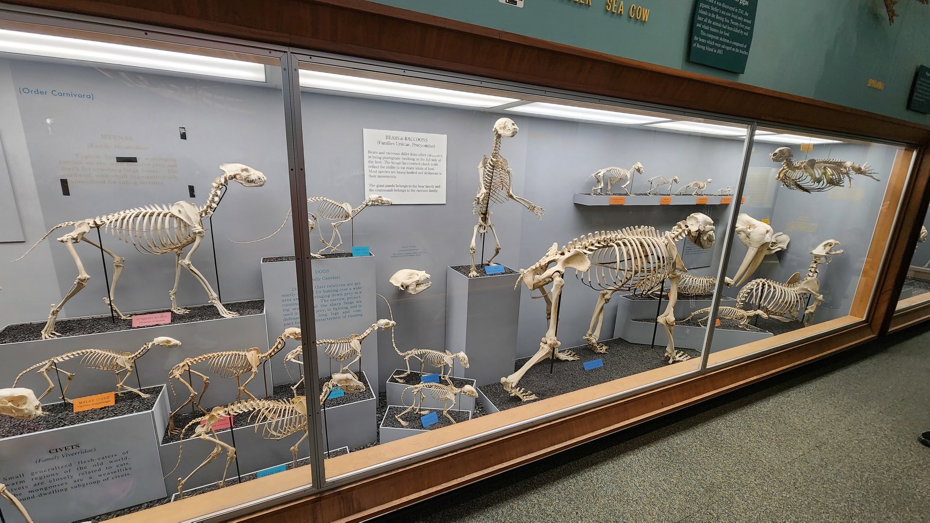 Bone Hall Carnivorans