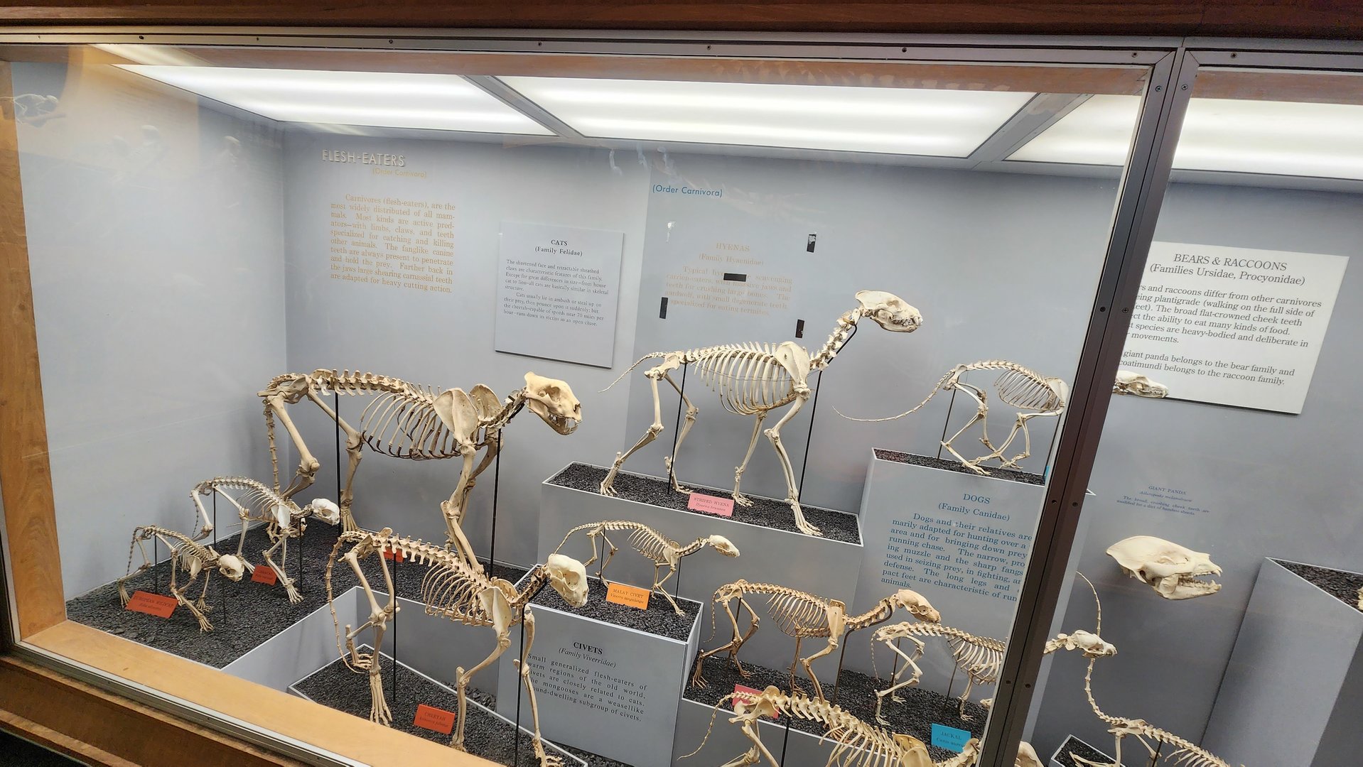 Bone Hall Carnivorans