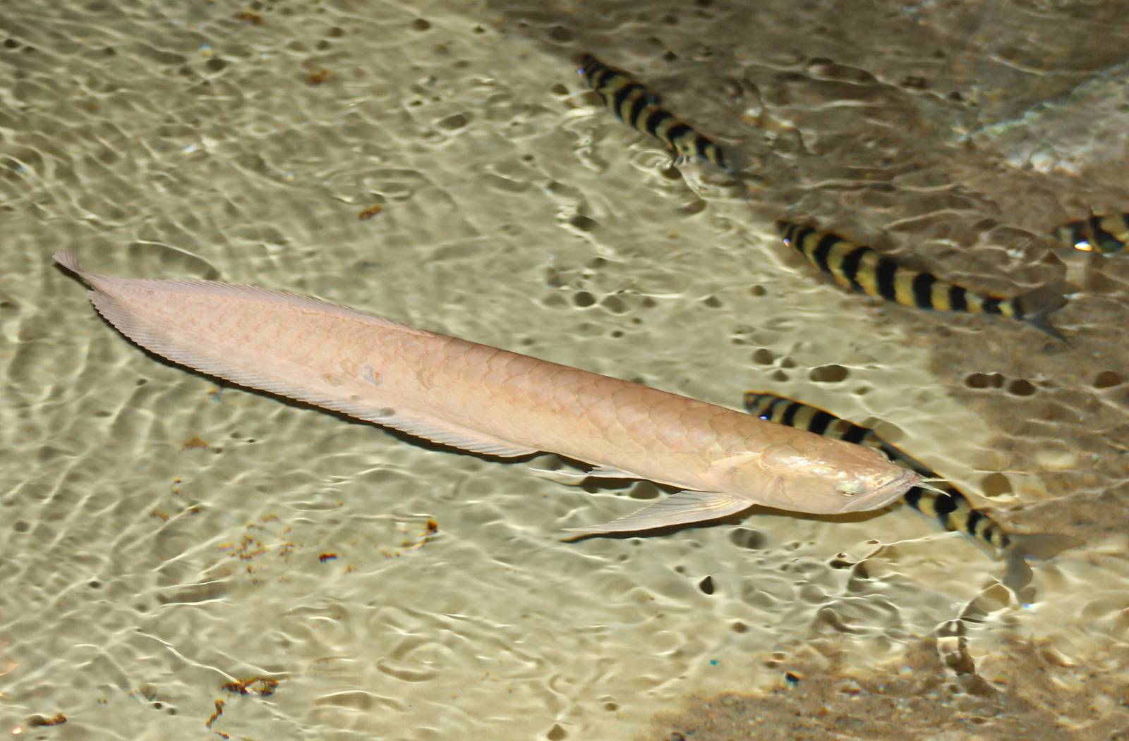 Bone-tongue fish