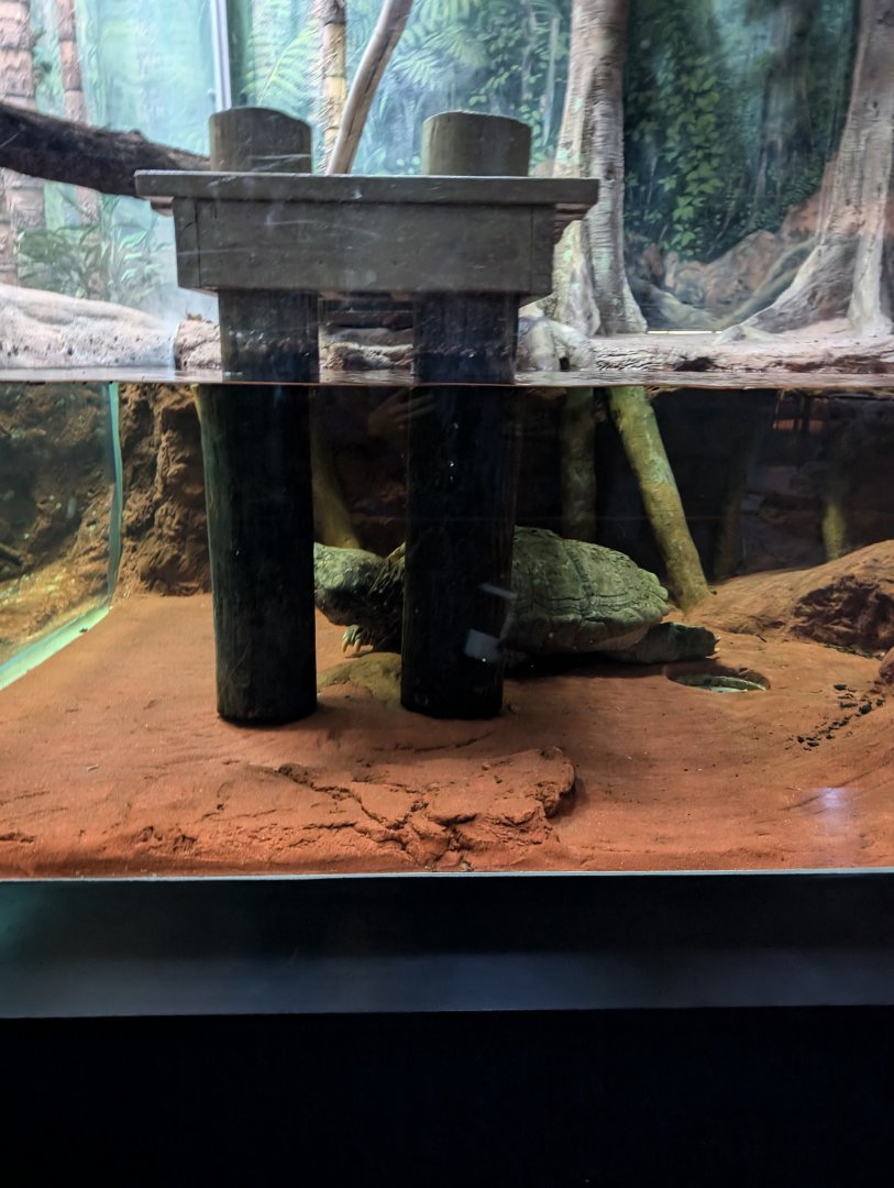 "Bonecrusher" in his new aquarium exhibit