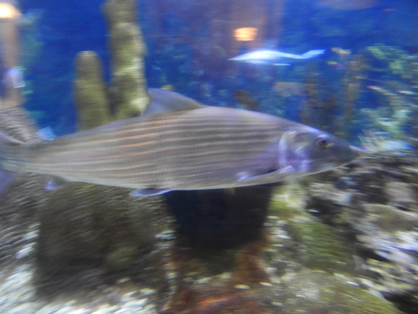 Bonefish (Albula vulpes)