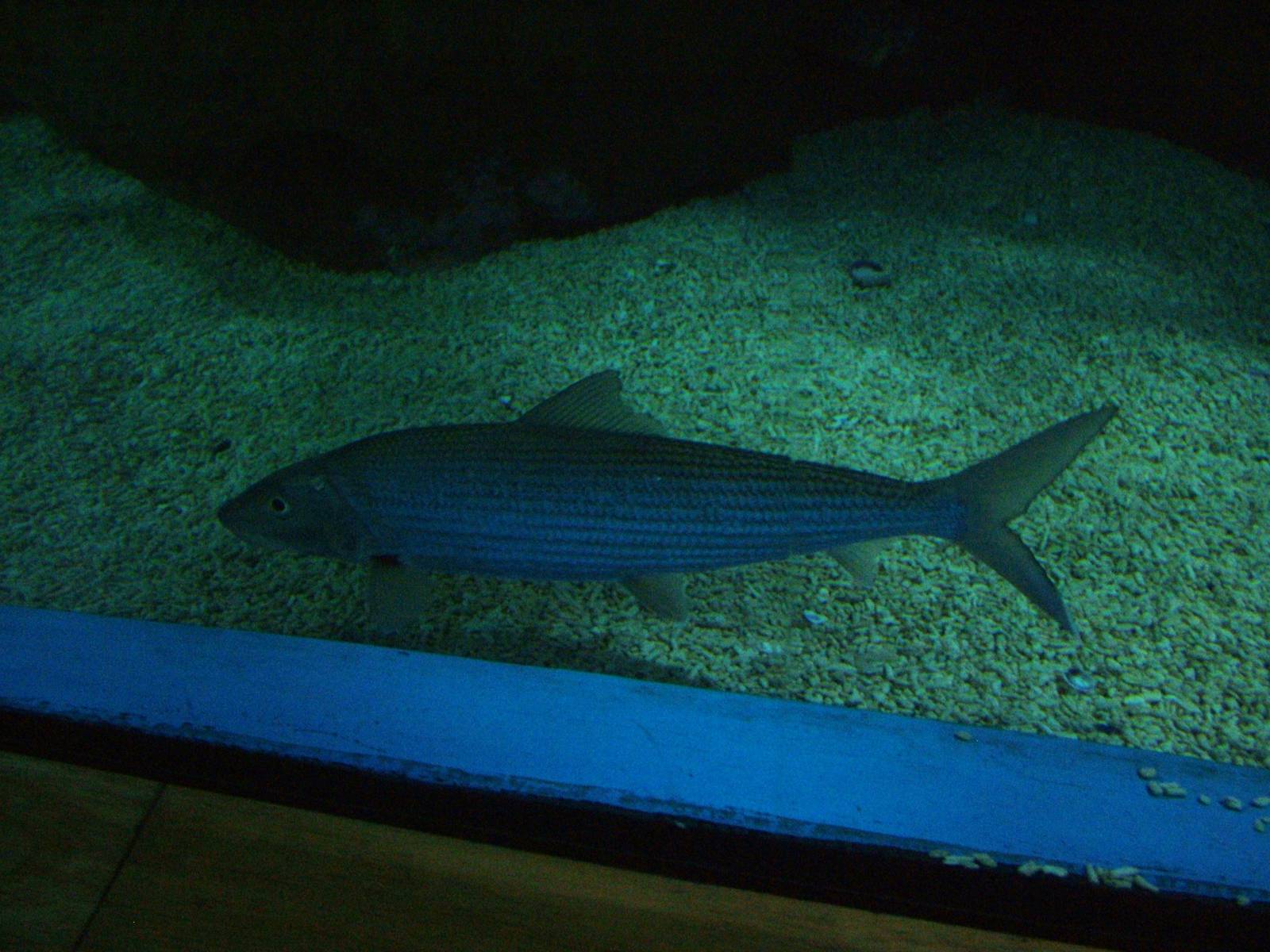 Bonefish at Oceanografic, 29/05/11