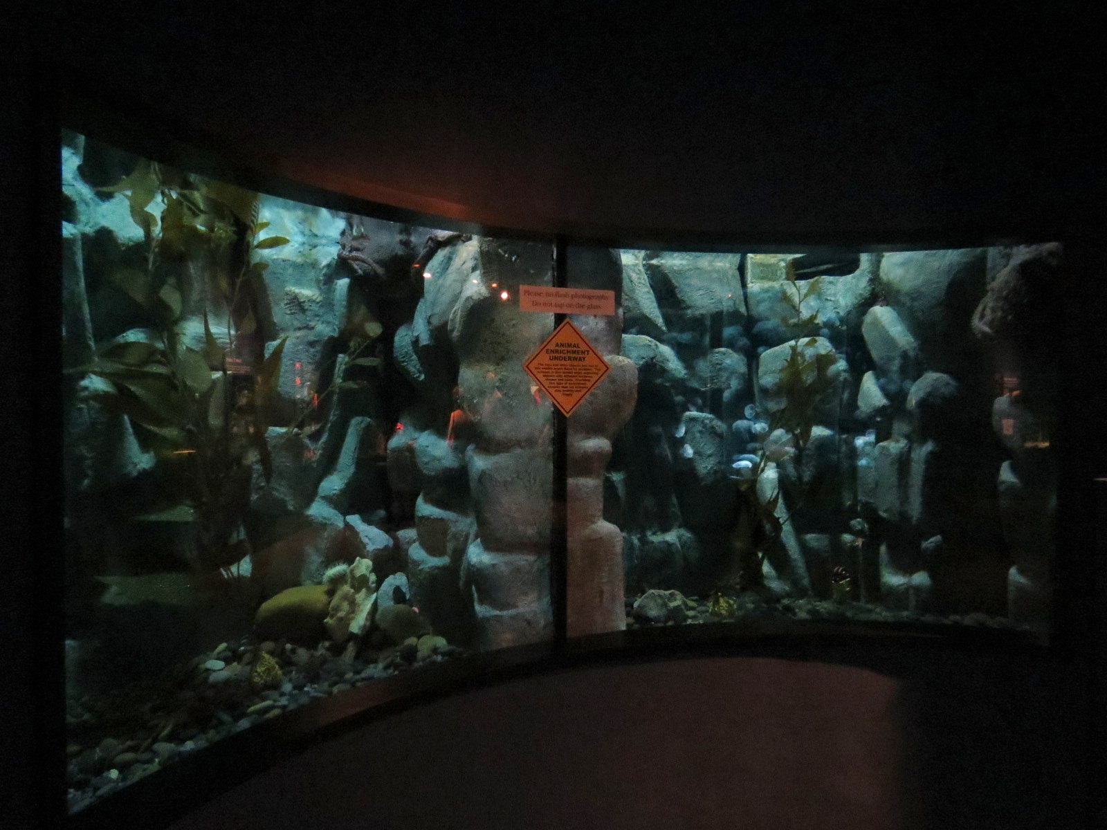 Boneless Beauties - 2 Giant Pacific Octopus and Others Exhibits