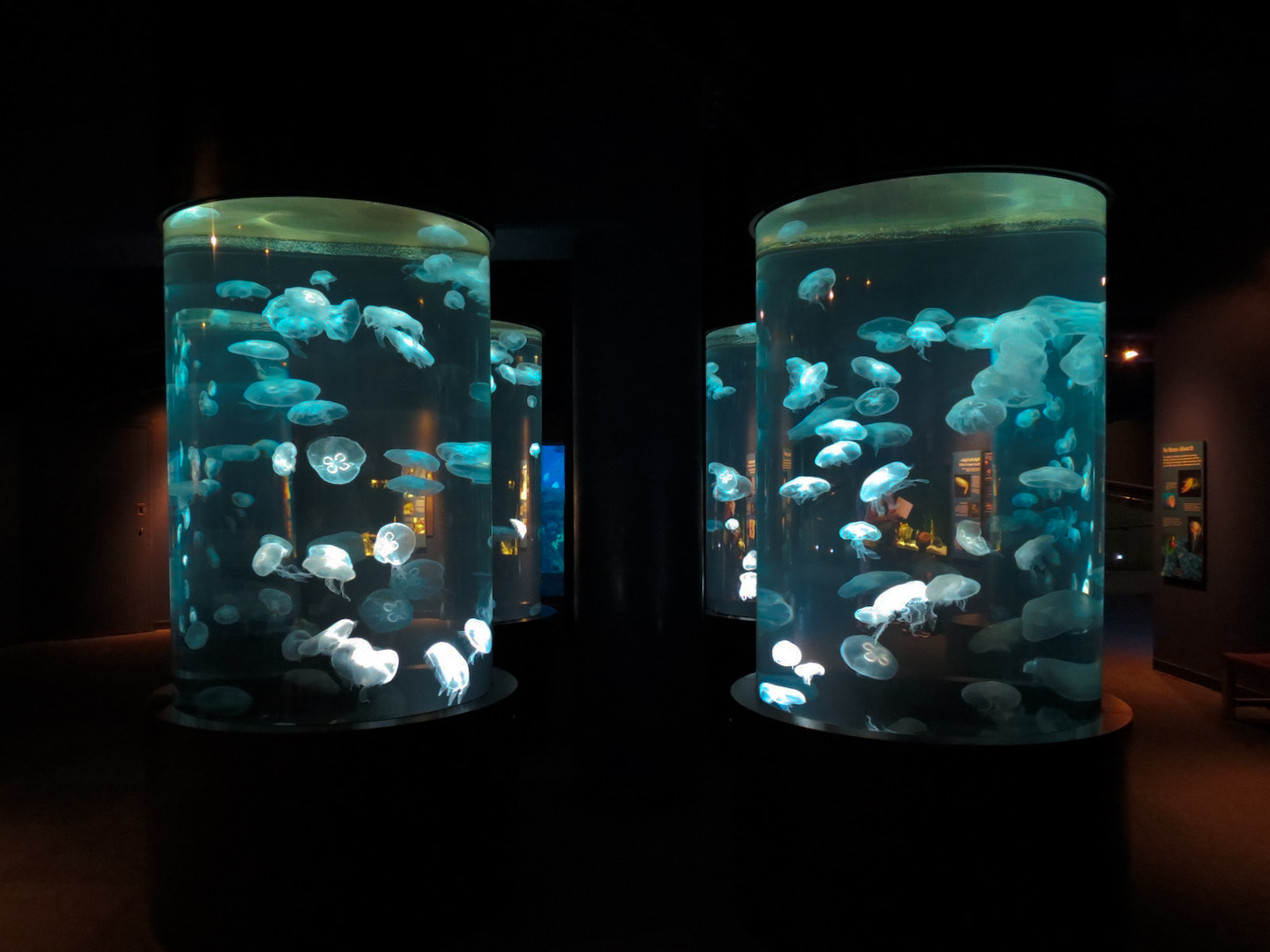 Boneless Beauties - 4 Moon Jelly Exhibits