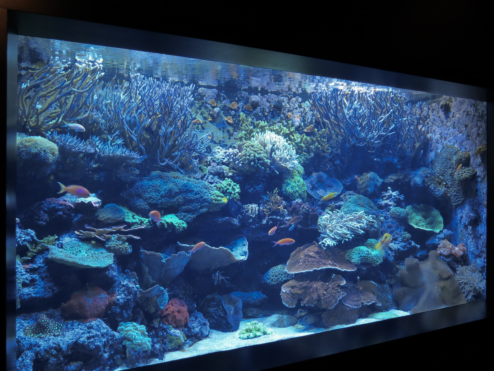 Boneless Beauties - Corals and Others Exhibit