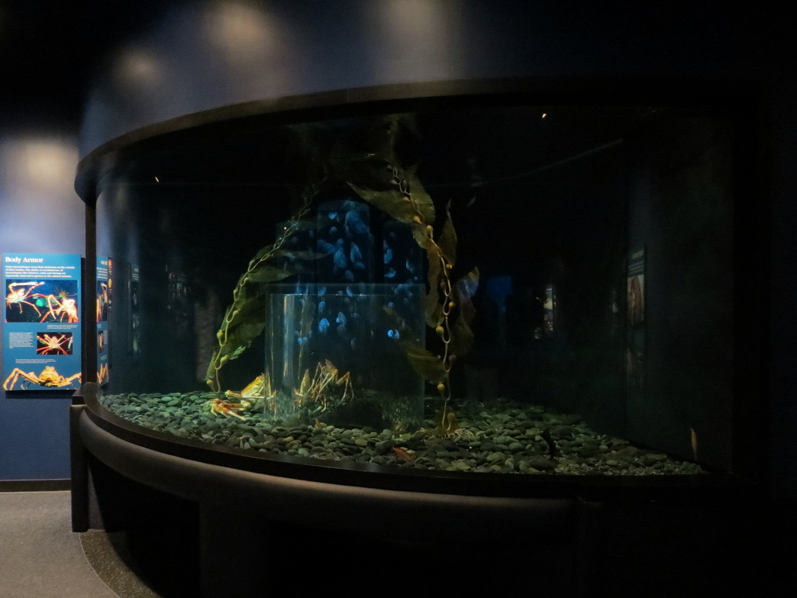 Boneless Beauties - Giant Spider Crab and Others Exhibit