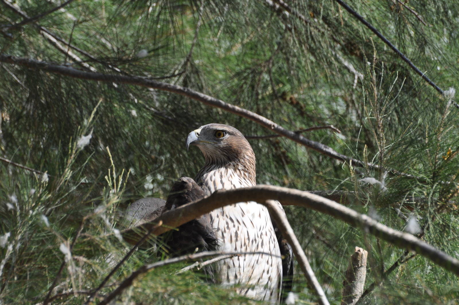 Bonelli`s hawk eagle/ Hieraaetus fasciatus fasciatus