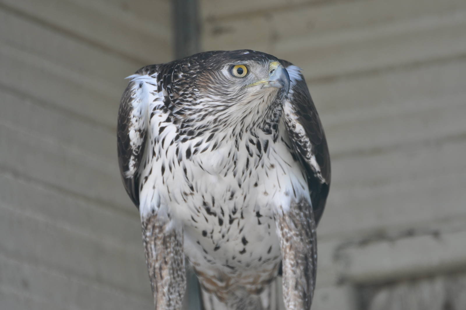 Bonelli`s hawk eagle/ Hieraaetus fasciatus fasciatus