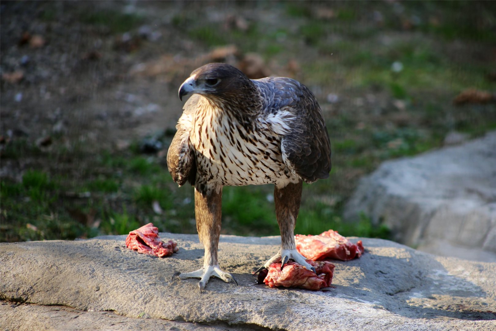 Bonelli's Eagle (Aquila fasciata)