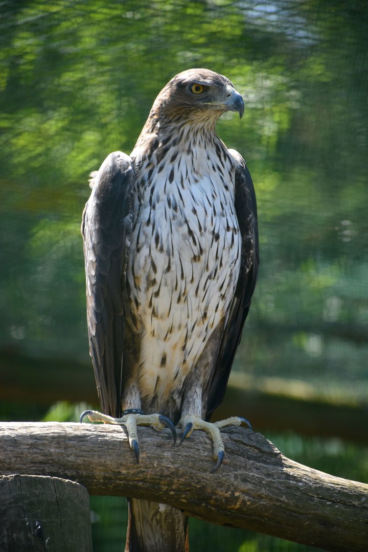 Bonelli's Eagle - Aquila fasciata