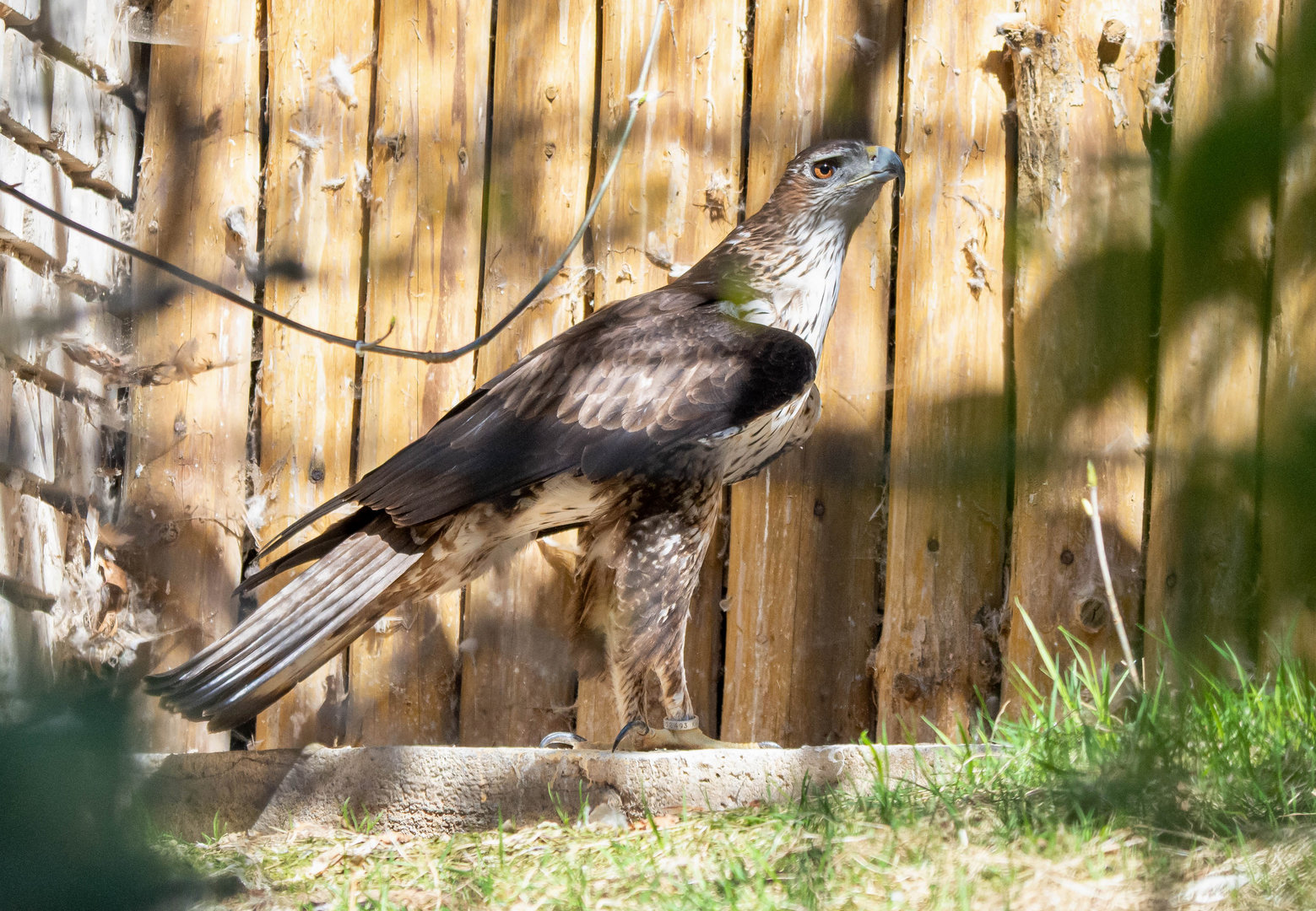 Bonelli's eagle (Aquila fasciata)