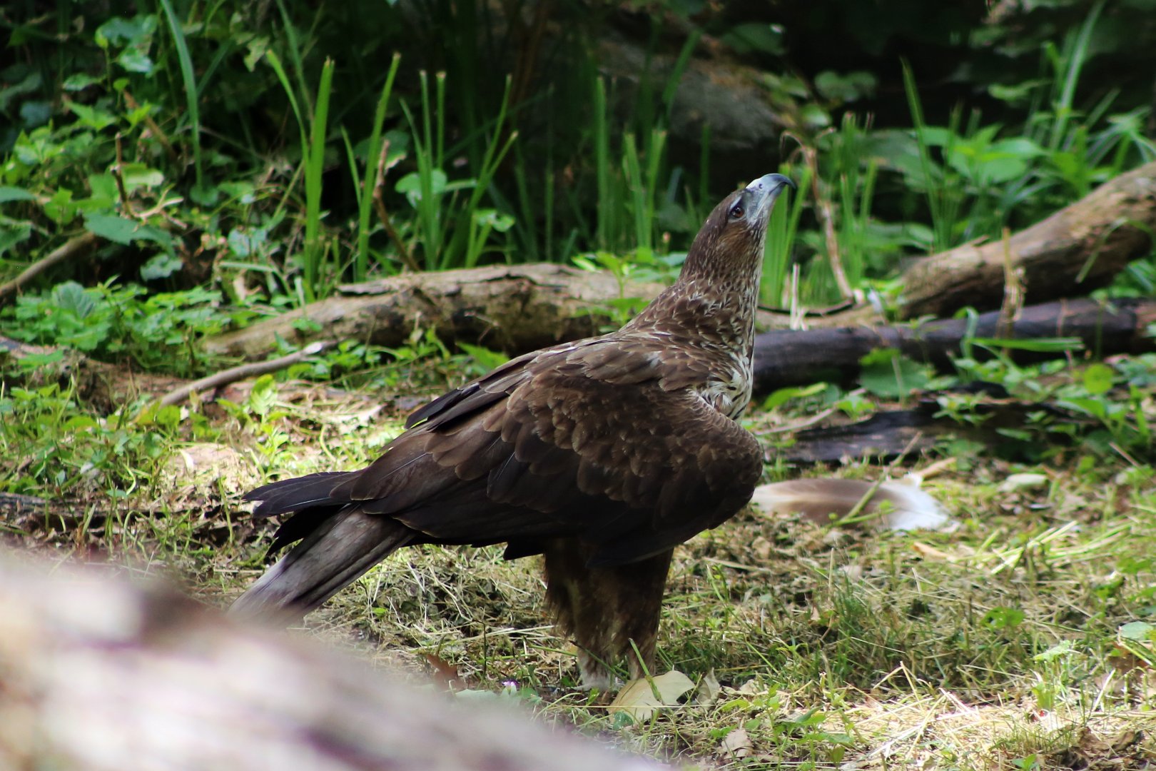 Bonelli's Eagle (Aquila fasciata)
