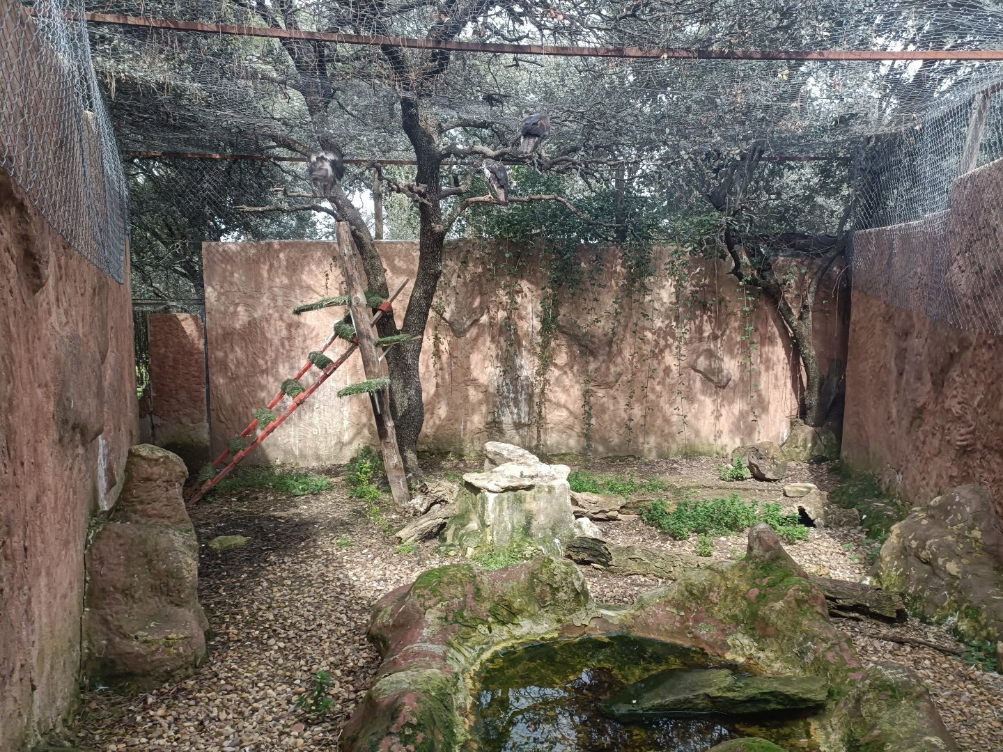 Bonelli's eagle exhibit - GREFA