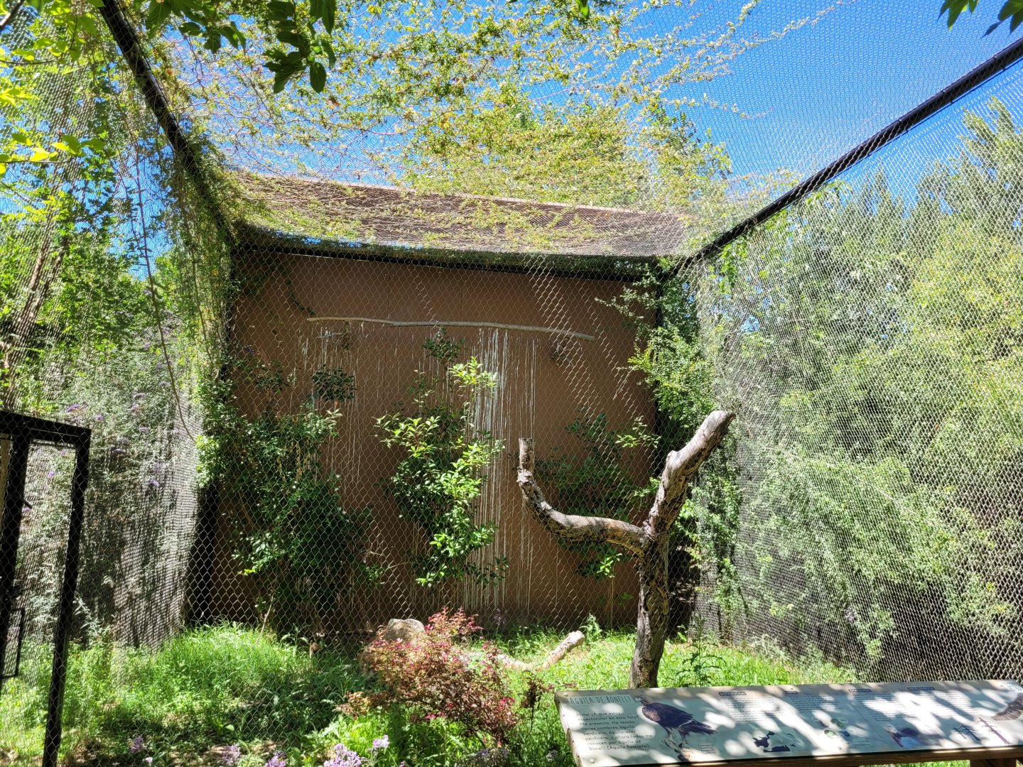 Bonelli's eagle exhibit -Sendaviva (2024)