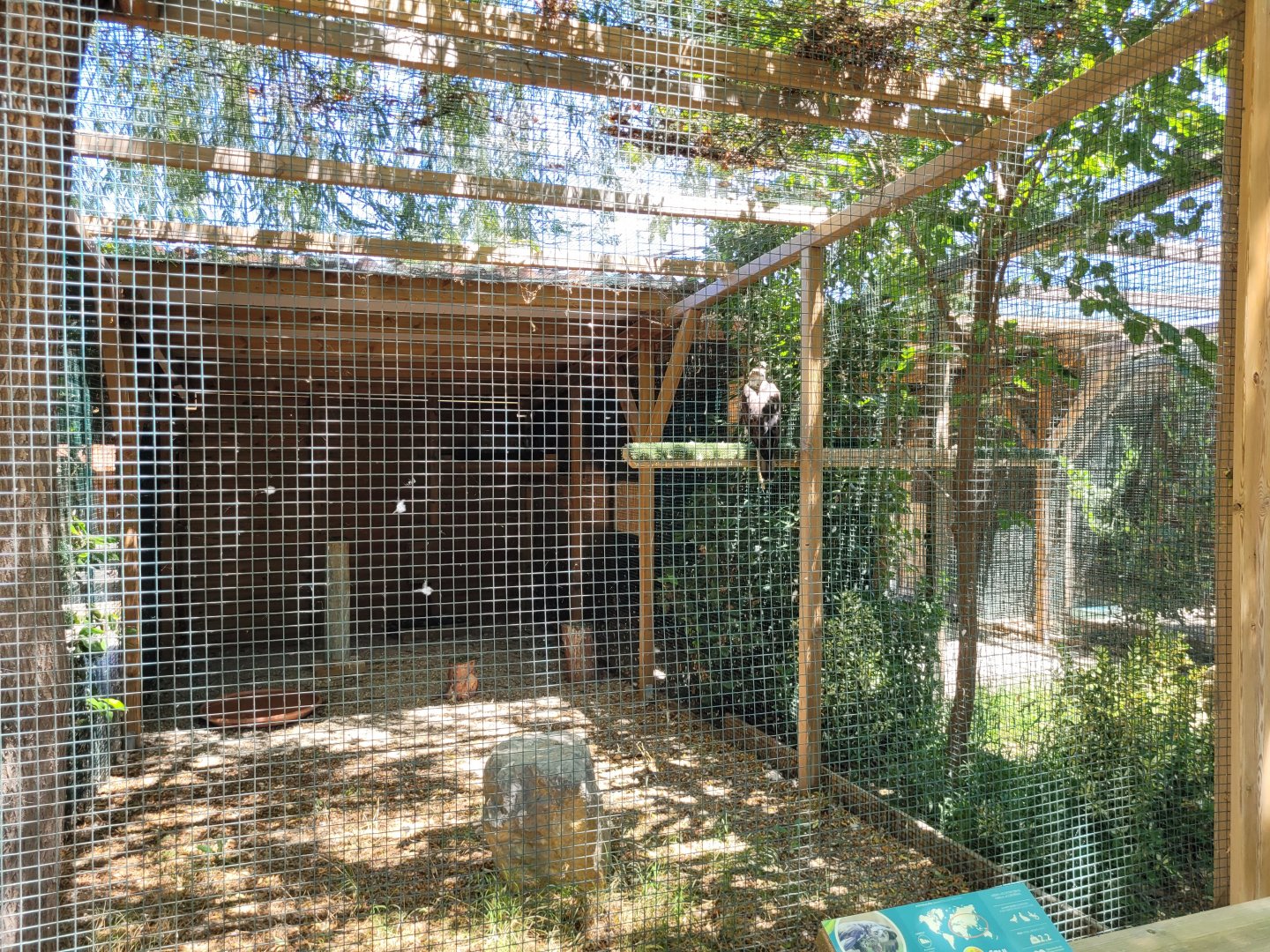 Bonelli's eagle exhibit -Sendaviva (2024)