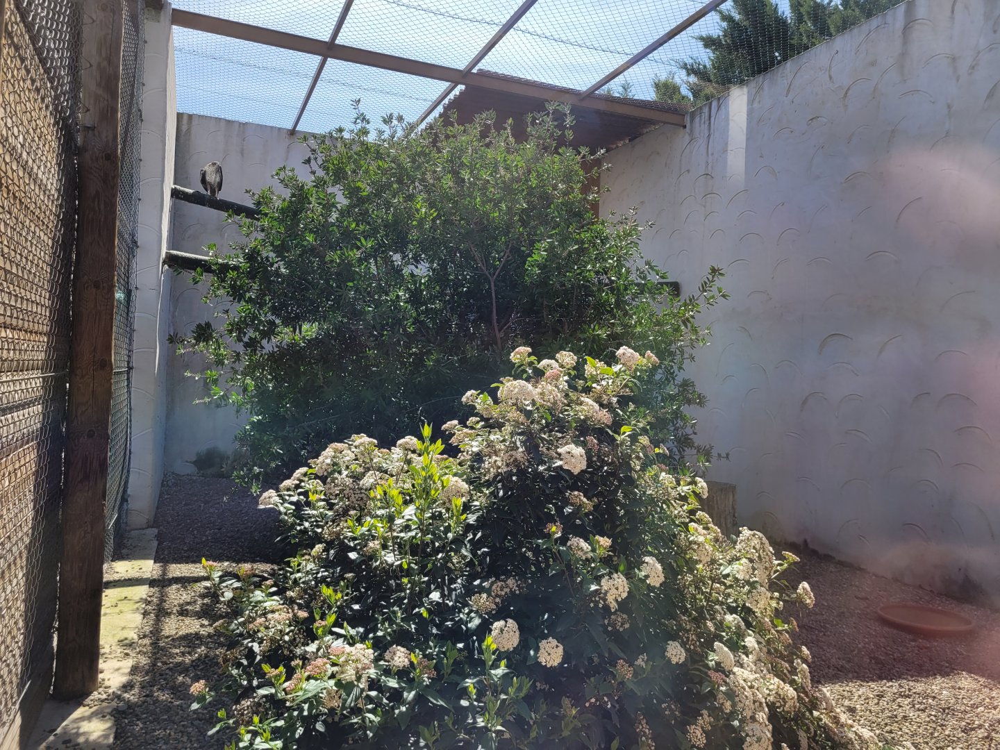 Bonelli's eagle exhibit -Tierra Rapaz (2024)