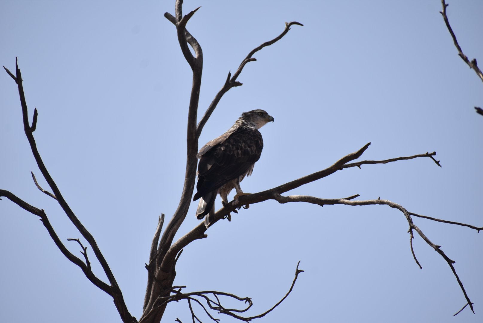 Bonelli's eagle - (Forêt d'El Mzar)