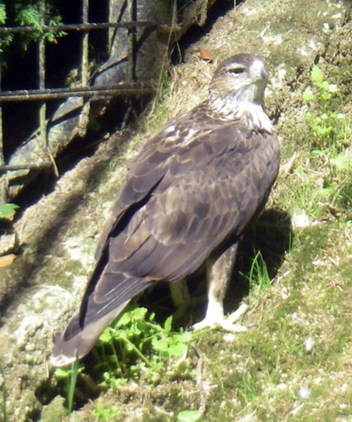 Bonelli's Eagle (Hieraaetus fasciatus)