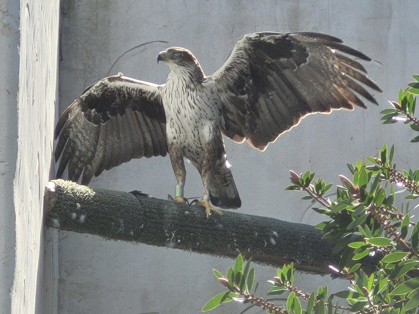 Bonelli's eagle -Tierra Rapaz (2024)