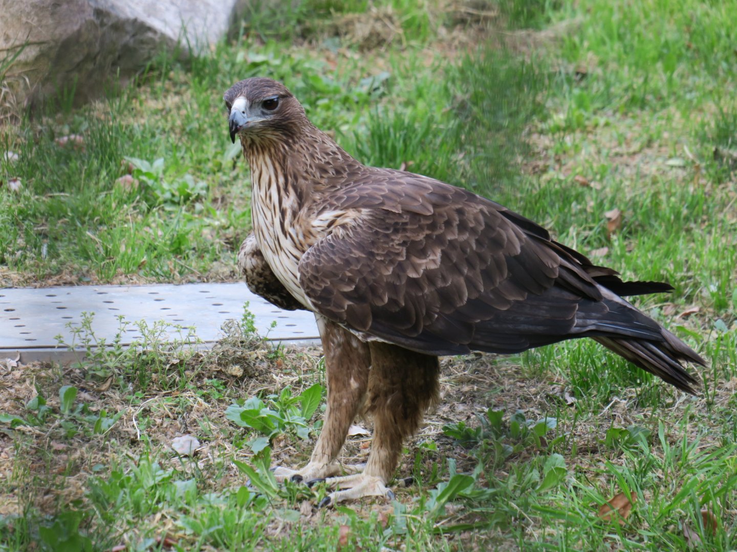 Bonelli's hawk eagle