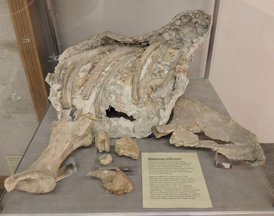 Bones of Megalonyx jeffersoni