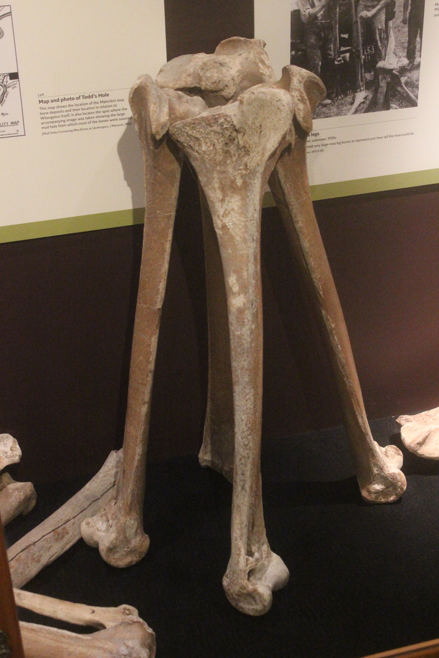 Bones of Moa, Whanganui Regional Museum