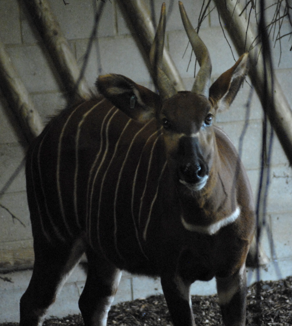 Bongo 2 - Into Africa